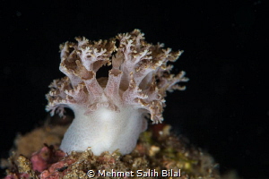 A fluffy soft coral looking nudibranch.
Marionia arbores... by Mehmet Salih Bilal 